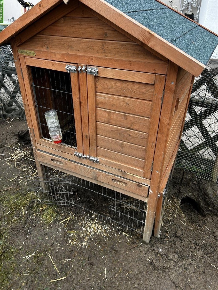 Bild 3: Kaninchen zu verkaufen, inkl. Zubehör
