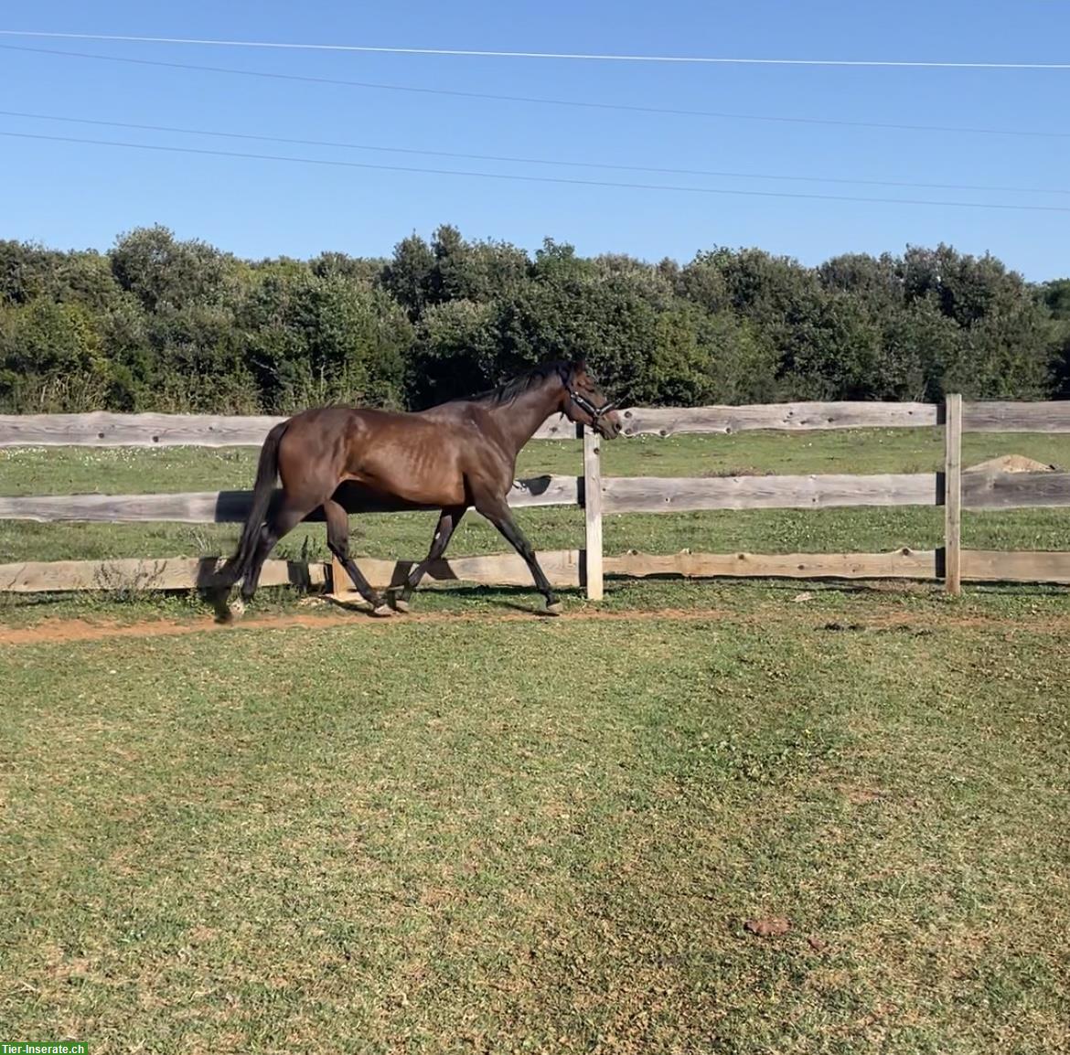 Englisches Vollblut, eleganter Wallach mit Jahrgang 2019
