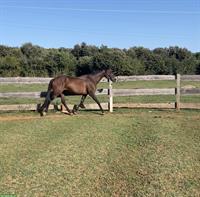 Englisches Vollblut, eleganter Wallach mit Jahrgang 2019