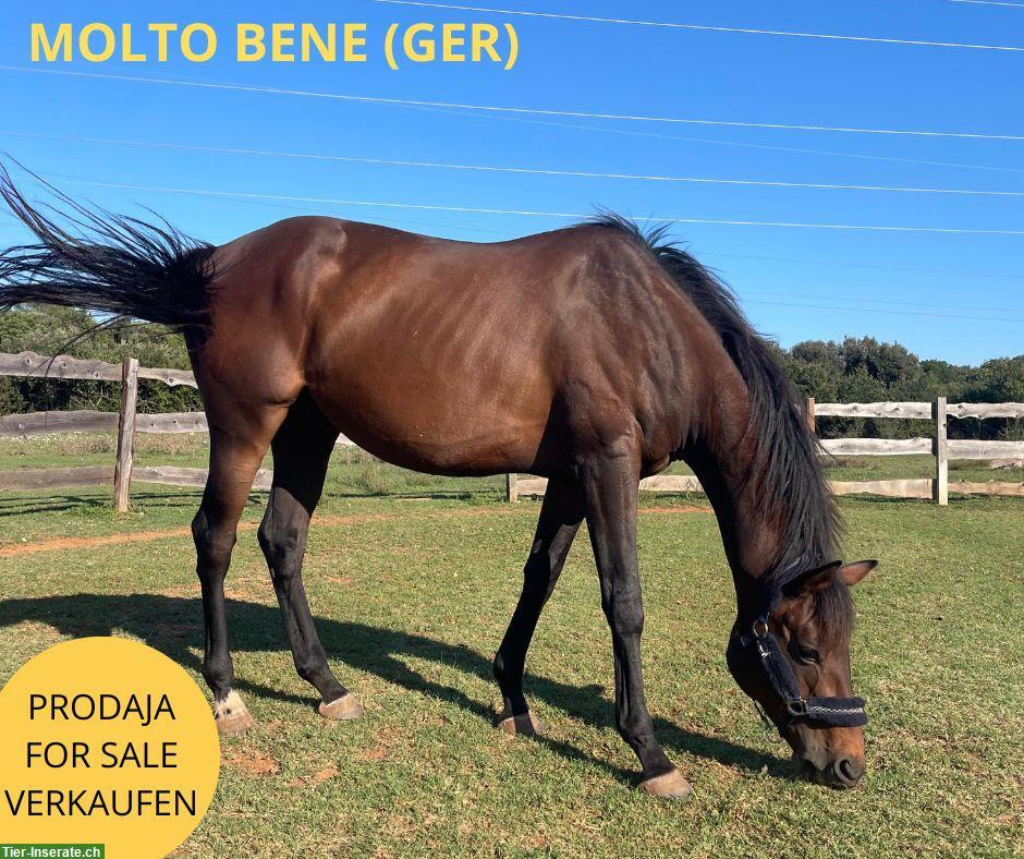 Bild 2: Englisches Vollblut, eleganter Wallach mit Jahrgang 2019