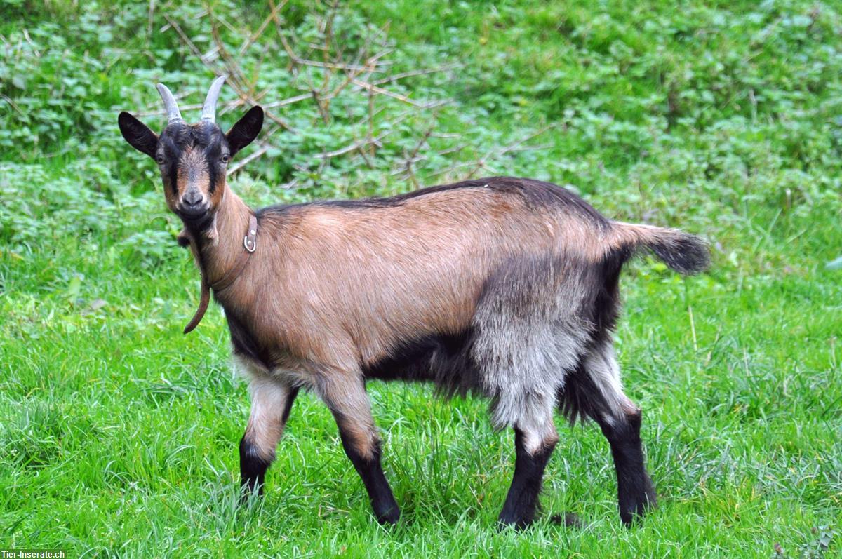 Stiefelgeiss zu verkaufen, Gitzi und/oder Gitzibock