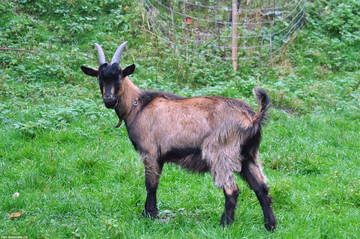 Bild 2: Stiefelgeiss zu verkaufen, Gitzi und/oder Gitzibock