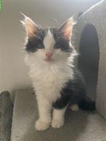 Norwegische Waldkatzen Mix Kitten suchen Herzensmenschen