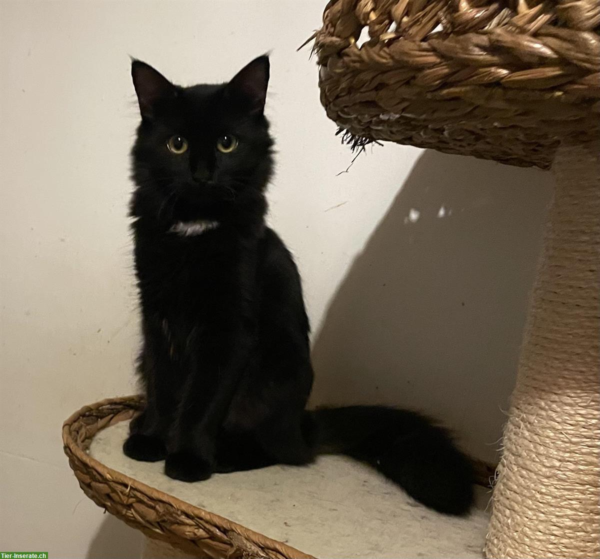 Bild 10: Norwegische Waldkatzen Mix Kitten suchen Herzensmenschen