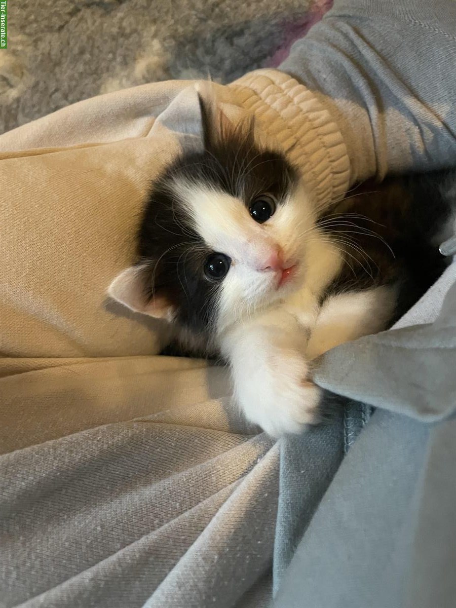 Bild 2: Norwegische Waldkatzen Mix Kitten suchen Herzensmenschen