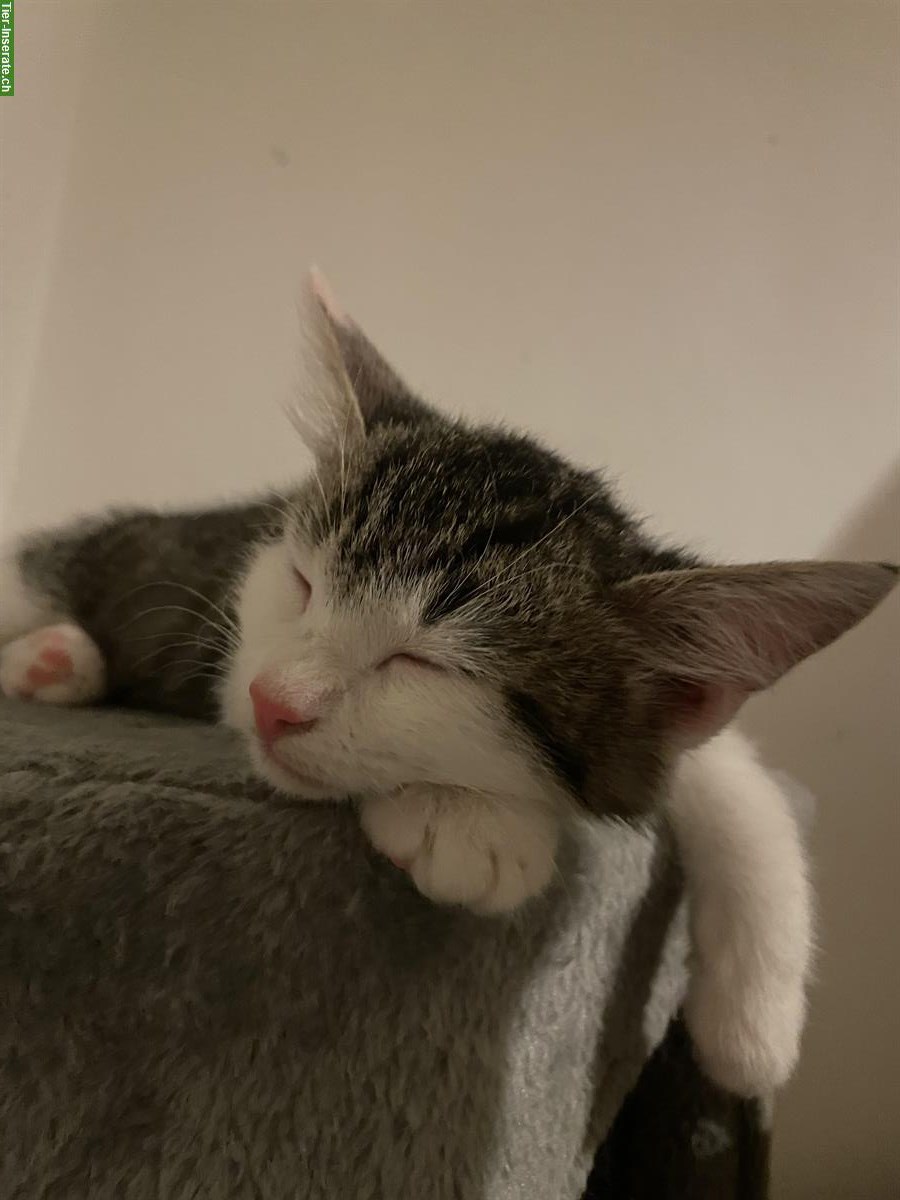 Bild 3: Norwegische Waldkatzen Mix Kitten suchen Herzensmenschen