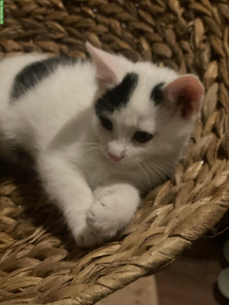 Bild 4: Norwegische Waldkatzen Mix Kitten suchen Herzensmenschen