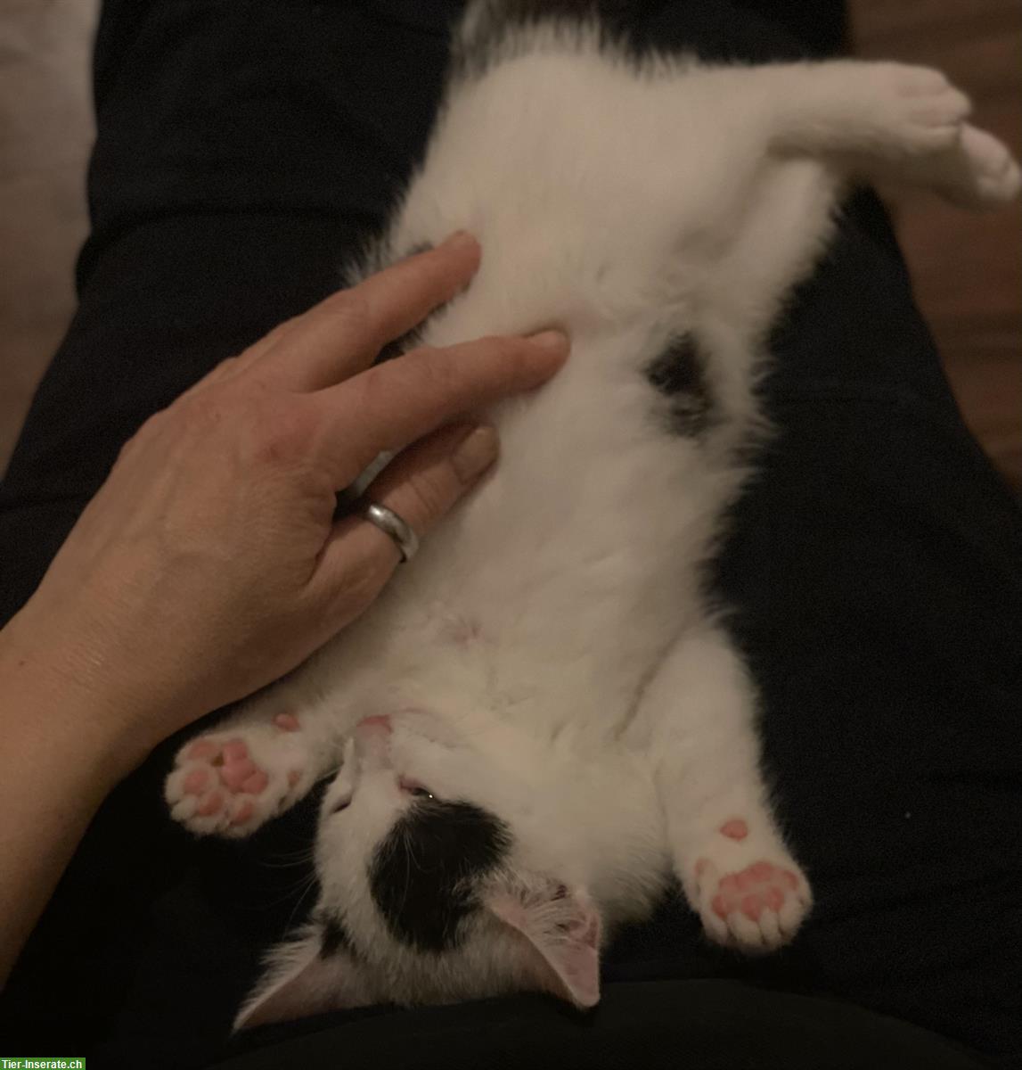 Bild 5: Norwegische Waldkatzen Mix Kitten suchen Herzensmenschen