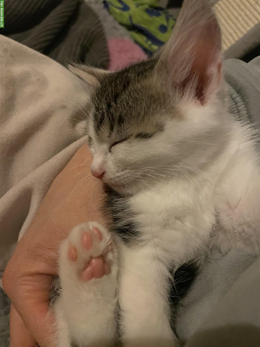 Bild 6: Norwegische Waldkatzen Mix Kitten suchen Herzensmenschen