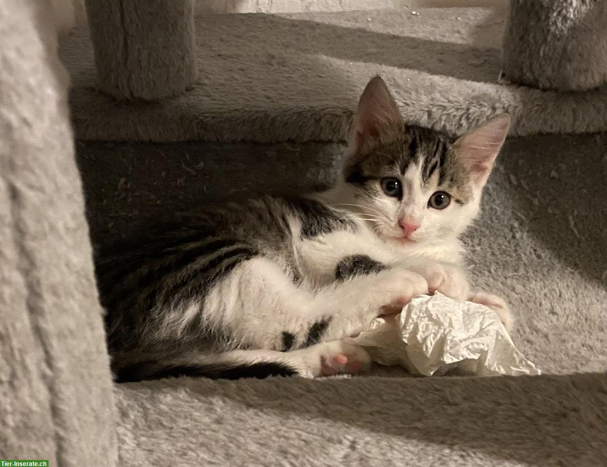 Bild 7: Norwegische Waldkatzen Mix Kitten suchen Herzensmenschen