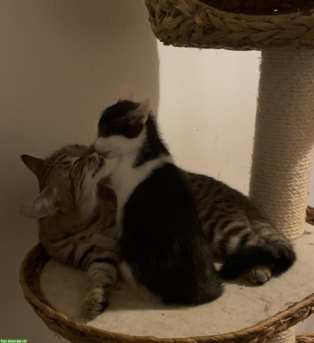 Bild 8: Norwegische Waldkatzen Mix Kitten suchen Herzensmenschen