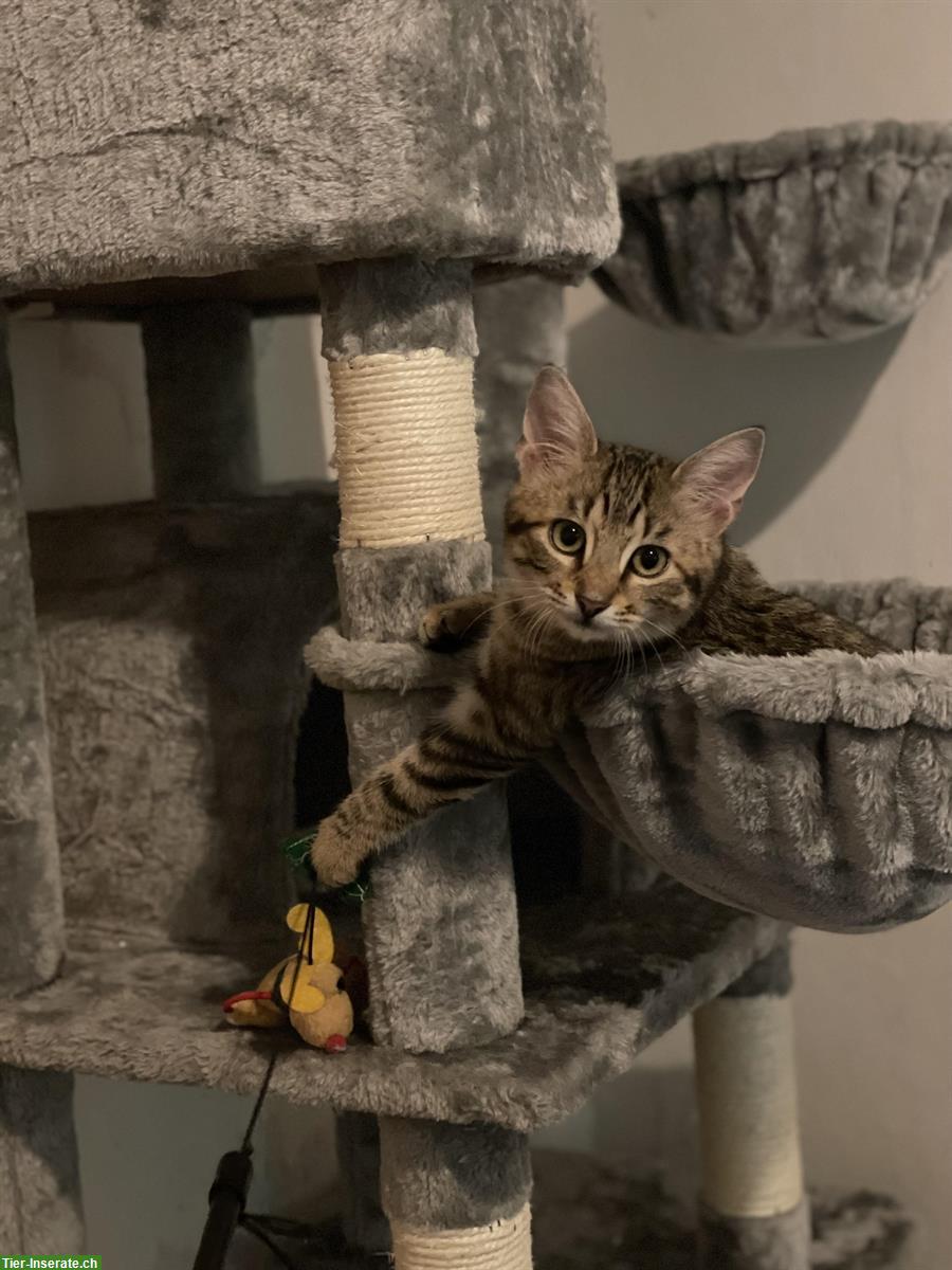 Bild 9: Norwegische Waldkatzen Mix Kitten suchen Herzensmenschen