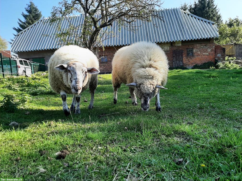 Hof für tiergestützte Umweltpädagogik gesucht