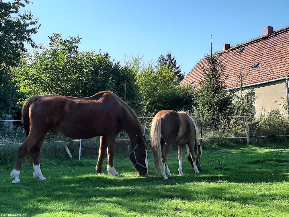 Bild 2: Hof für tiergestützte Umweltpädagogik gesucht