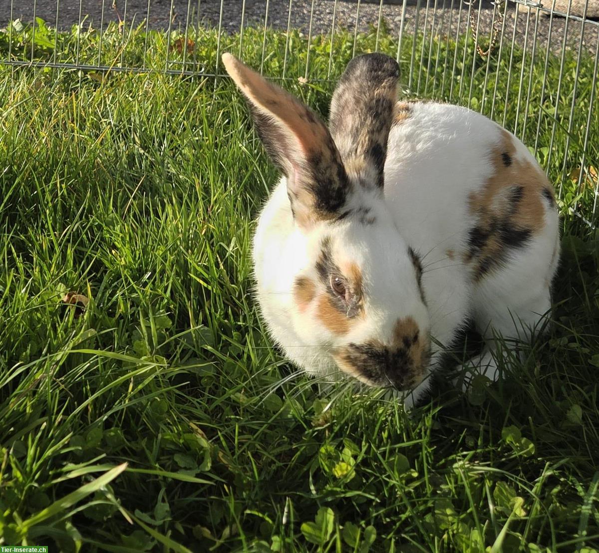 Schönes Kaninchen (männlich) zu verkaufen