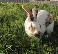 Schönes Kaninchen (männlich) zu verkaufen