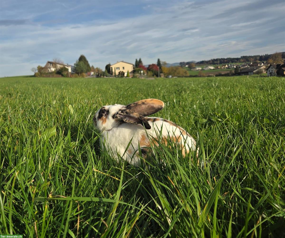 Bild 2: Schönes Kaninchen (männlich) zu verkaufen