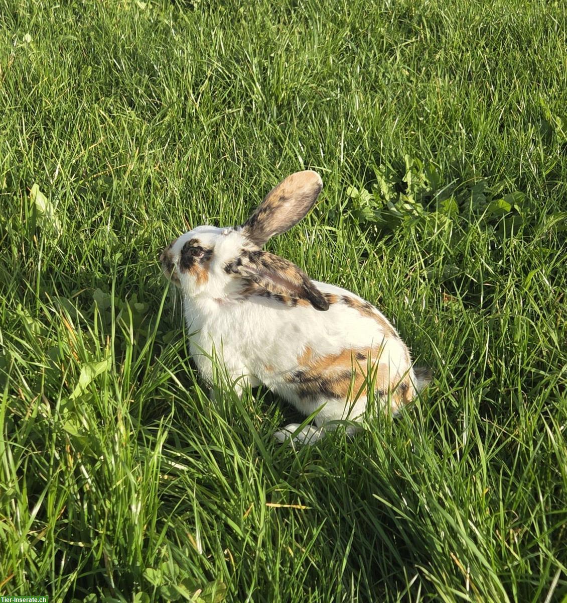 Bild 3: Schönes Kaninchen (männlich) zu verkaufen