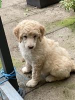 Junge Grosspudel Welpen suchen Familie, hypoallergen und sozial