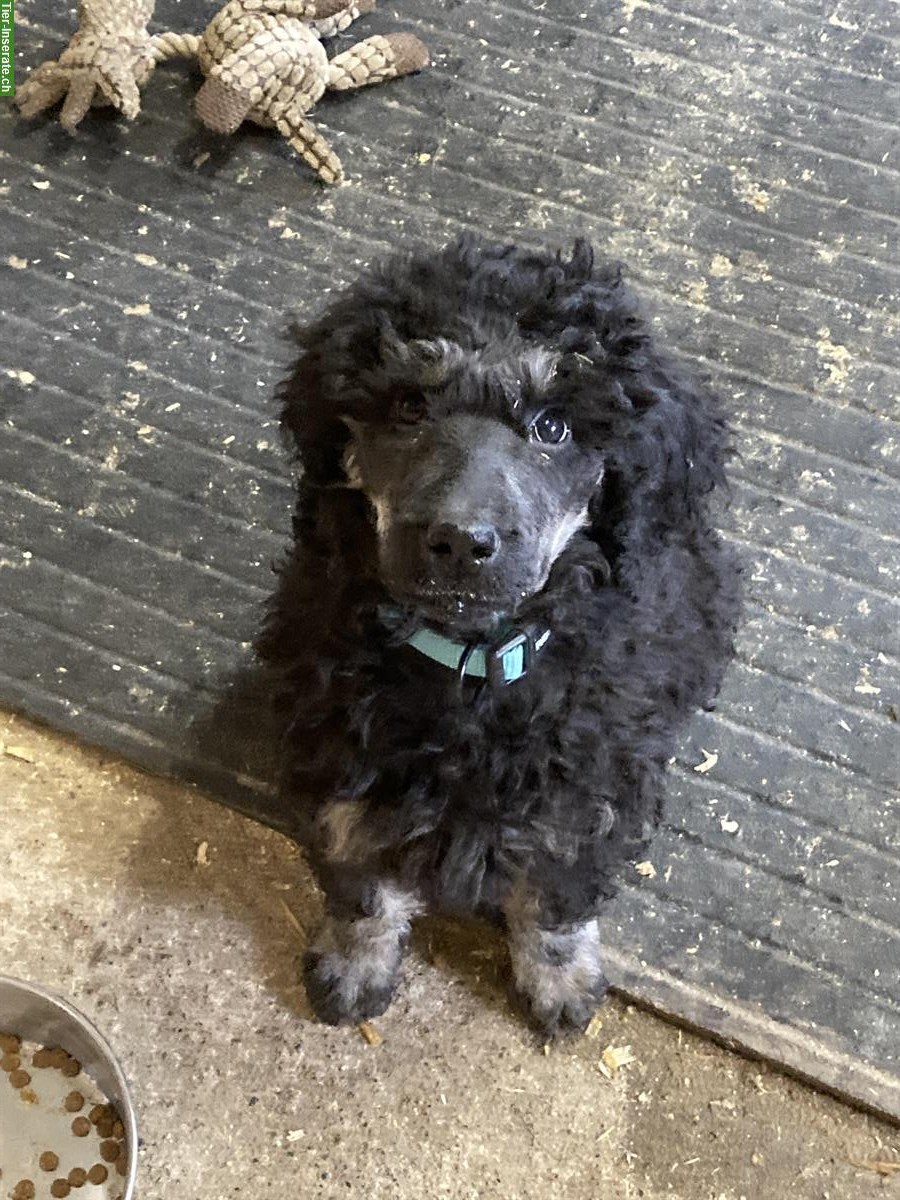 Bild 10: Junge Grosspudel Welpen suchen Familie, hypoallergen und sozial