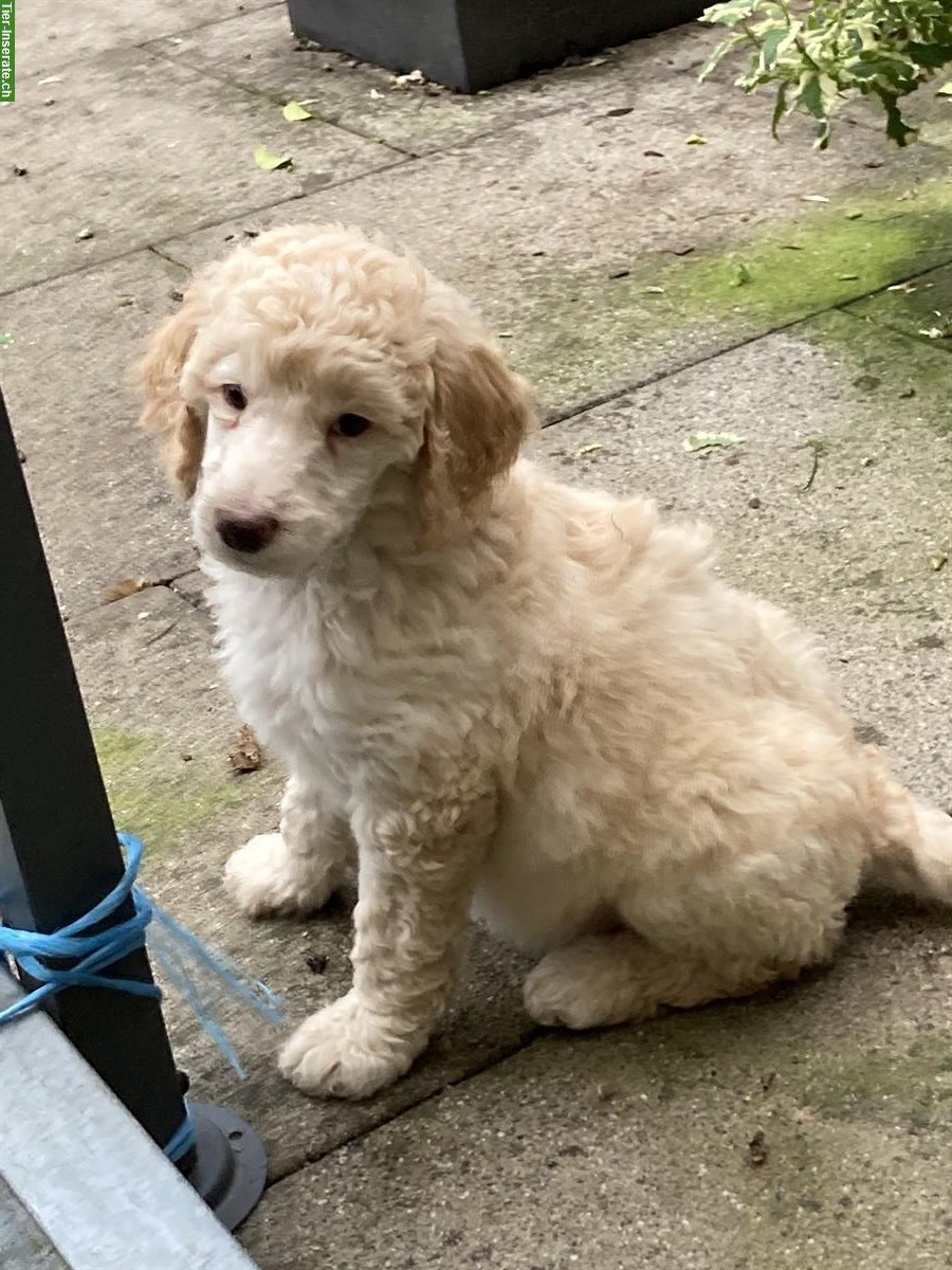 Bild 2: Junge Grosspudel Welpen suchen Familie, hypoallergen und sozial