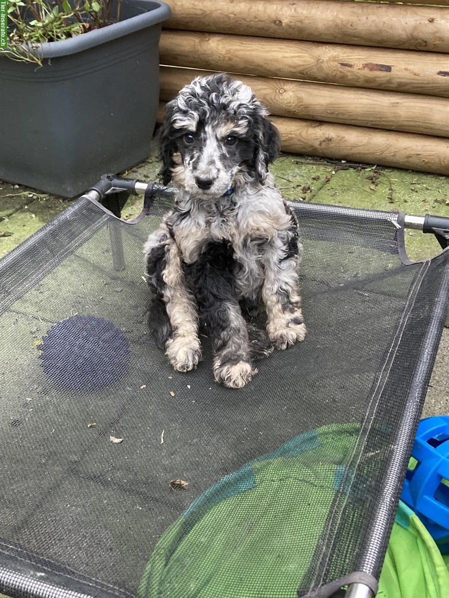 Bild 3: Junge Grosspudel Welpen suchen Familie, hypoallergen und sozial