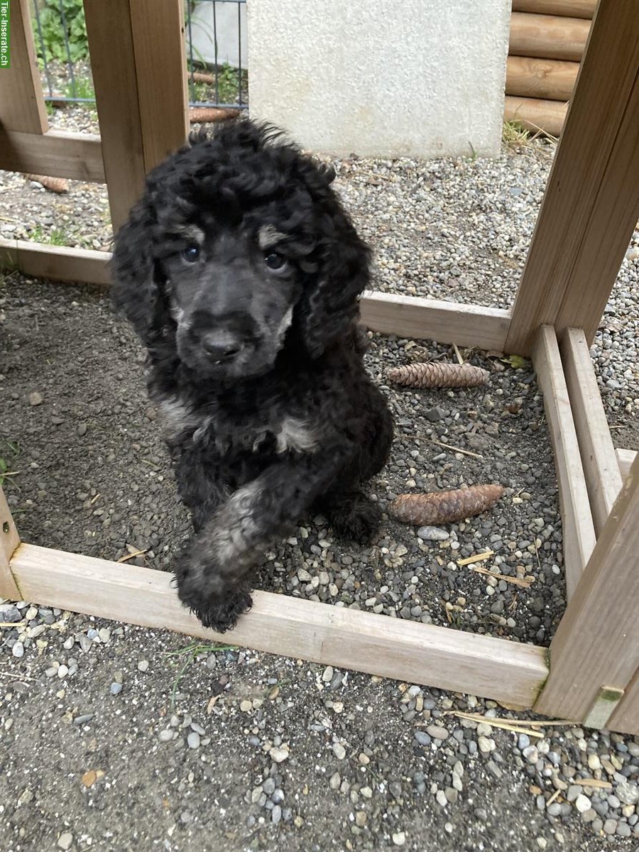 Bild 4: Junge Grosspudel Welpen suchen Familie, hypoallergen und sozial