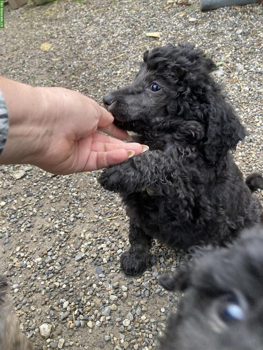 Bild 5: Junge Grosspudel Welpen suchen Familie, hypoallergen und sozial