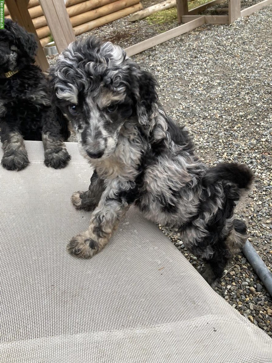 Bild 6: Junge Grosspudel Welpen suchen Familie, hypoallergen und sozial