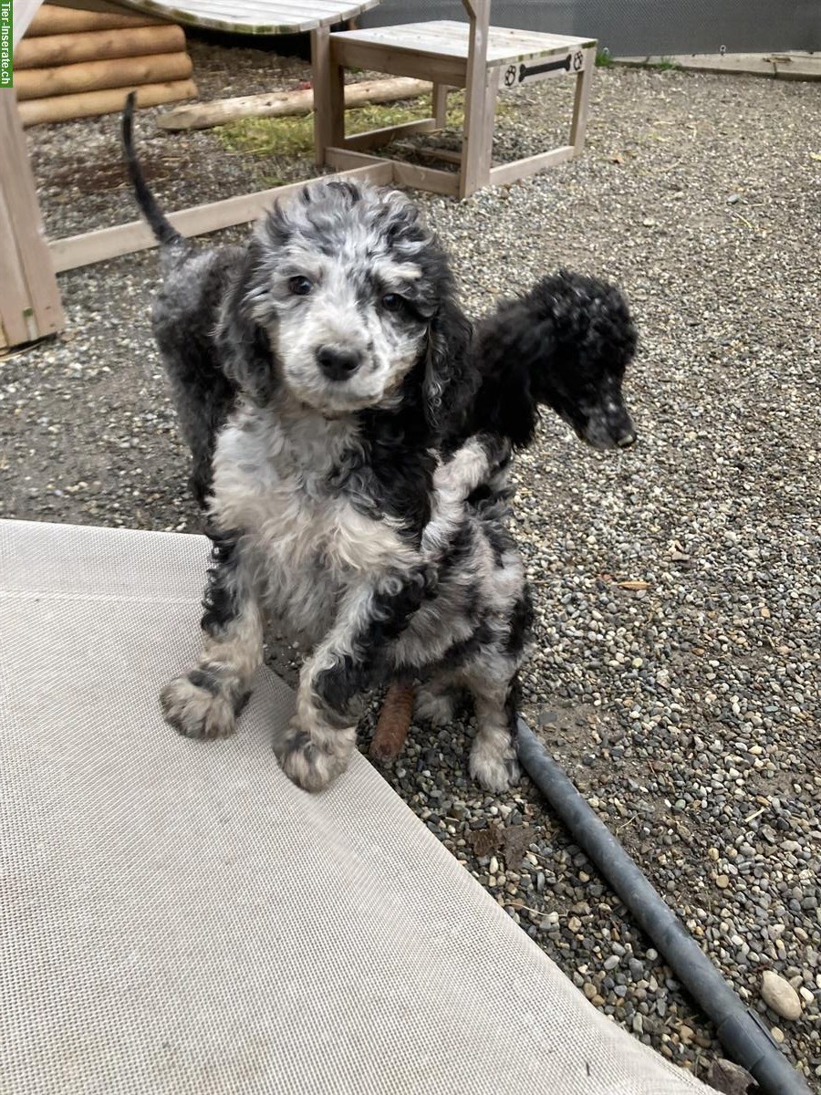 Bild 7: Junge Grosspudel Welpen suchen Familie, hypoallergen und sozial