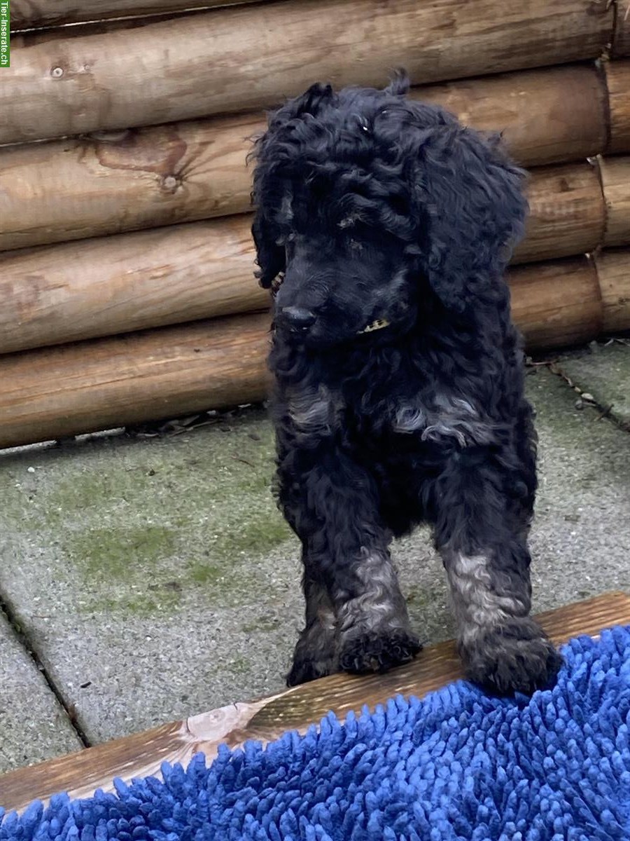 Bild 8: Junge Grosspudel Welpen suchen Familie, hypoallergen und sozial