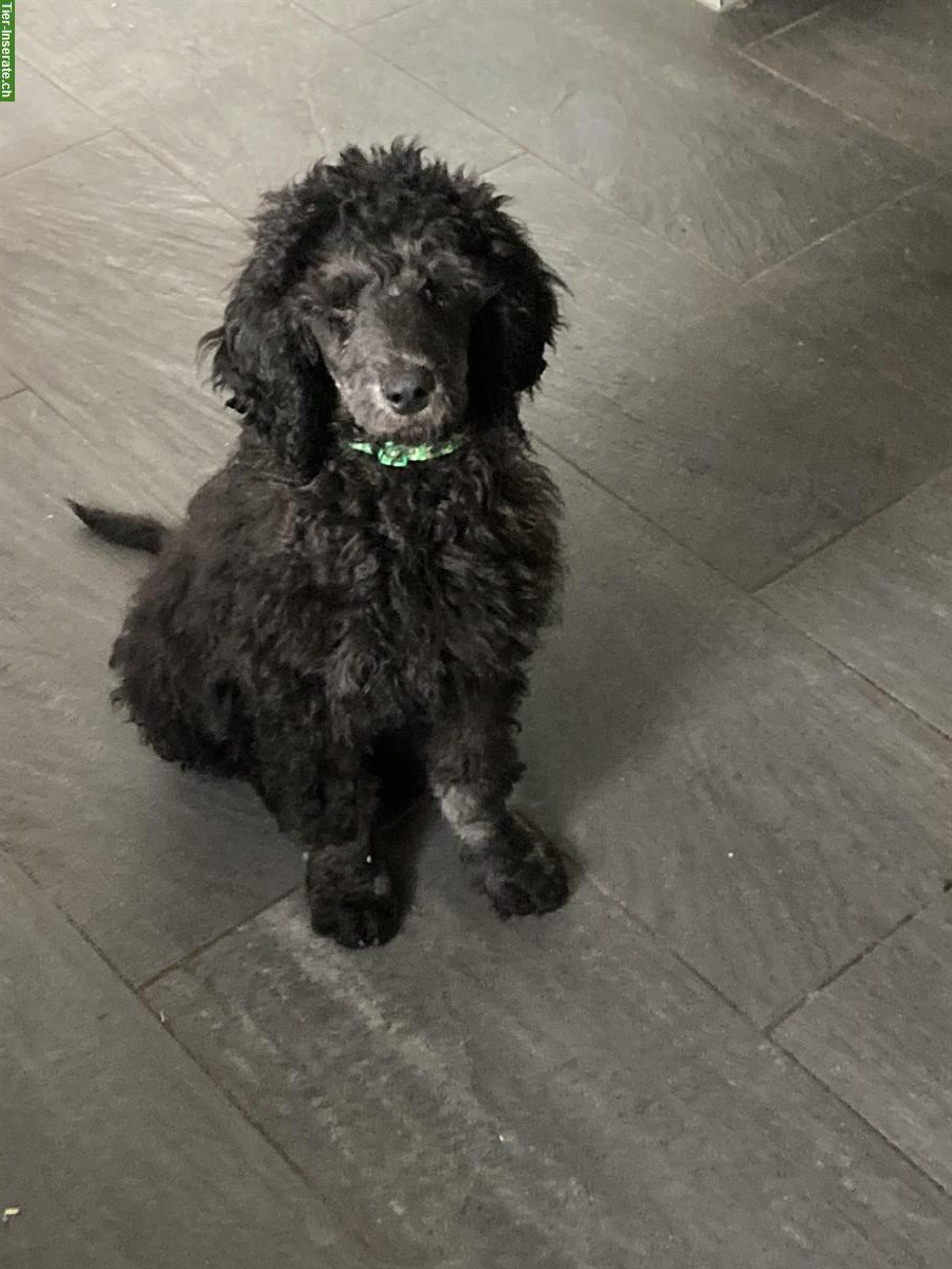 Bild 9: Junge Grosspudel Welpen suchen Familie, hypoallergen und sozial