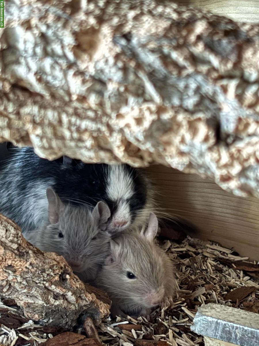 Degus abzugeben: 5 Weibchen, junge und ältere, Zubehör erhältlich