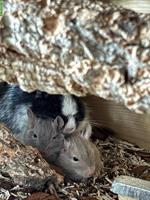 Degus abzugeben: 5 Weibchen, junge und ältere, Zubehör erhältlich