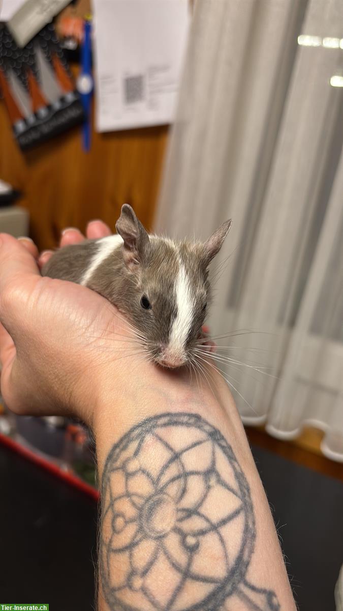 Bild 2: Degus abzugeben: 5 Weibchen, junge und ältere, Zubehör erhältlich