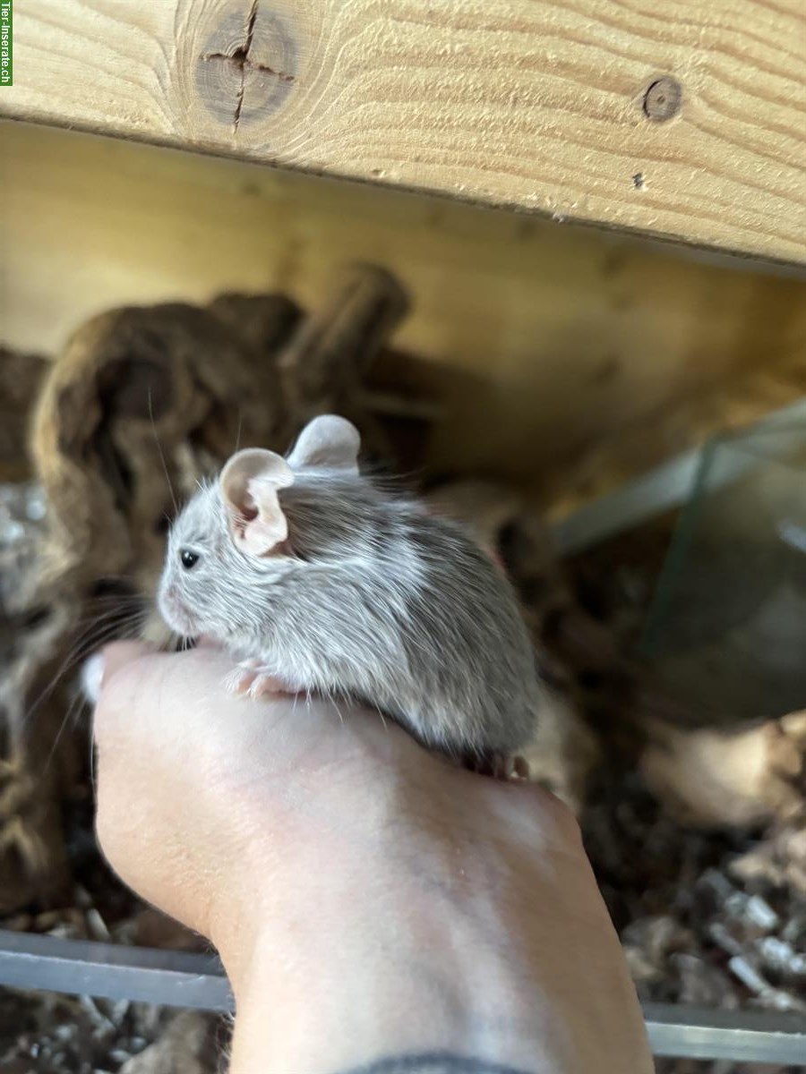 Bild 3: Degus abzugeben: 5 Weibchen, junge und ältere, Zubehör erhältlich