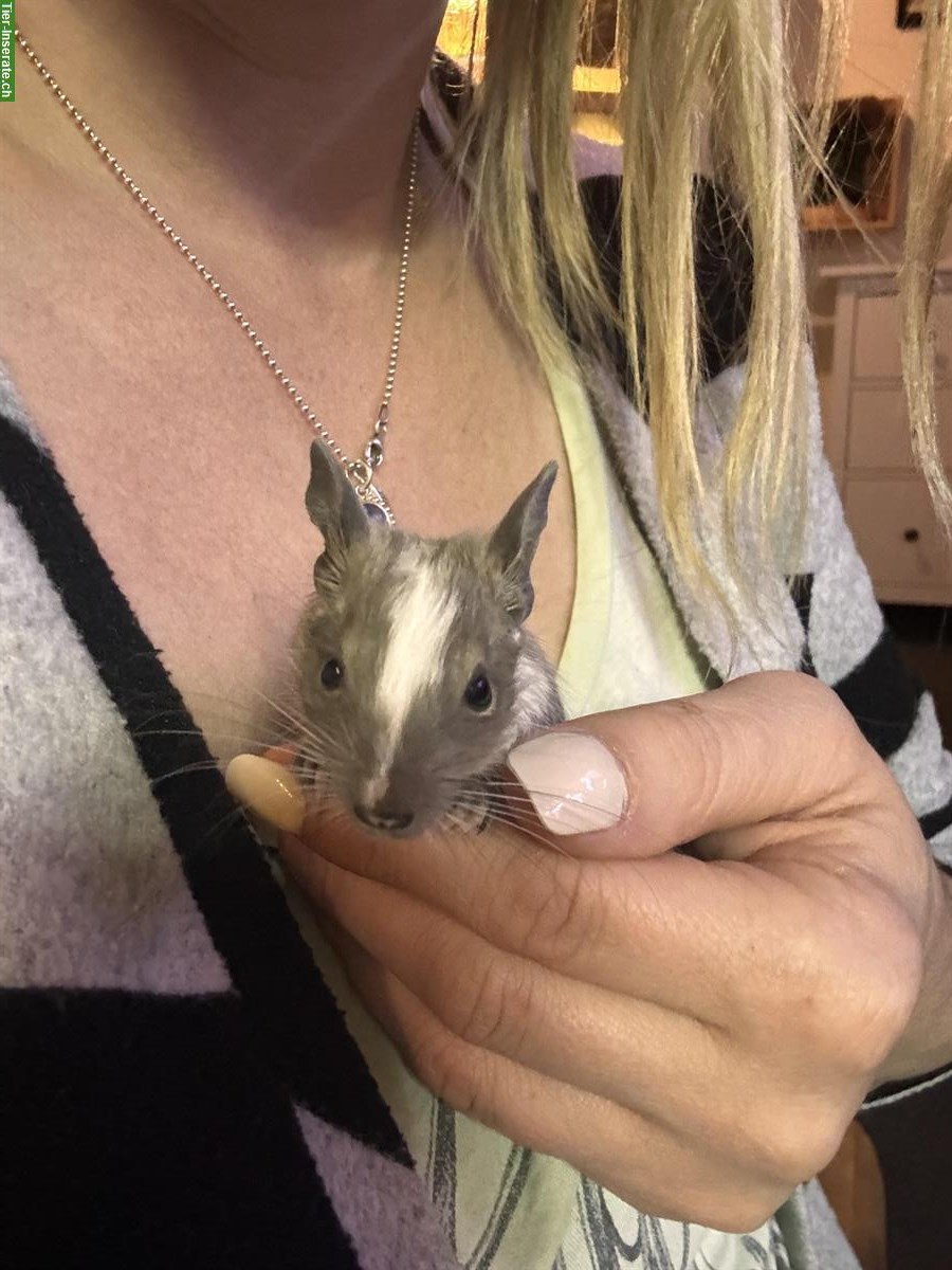 Bild 4: Degus abzugeben: 5 Weibchen, junge und ältere, Zubehör erhältlich