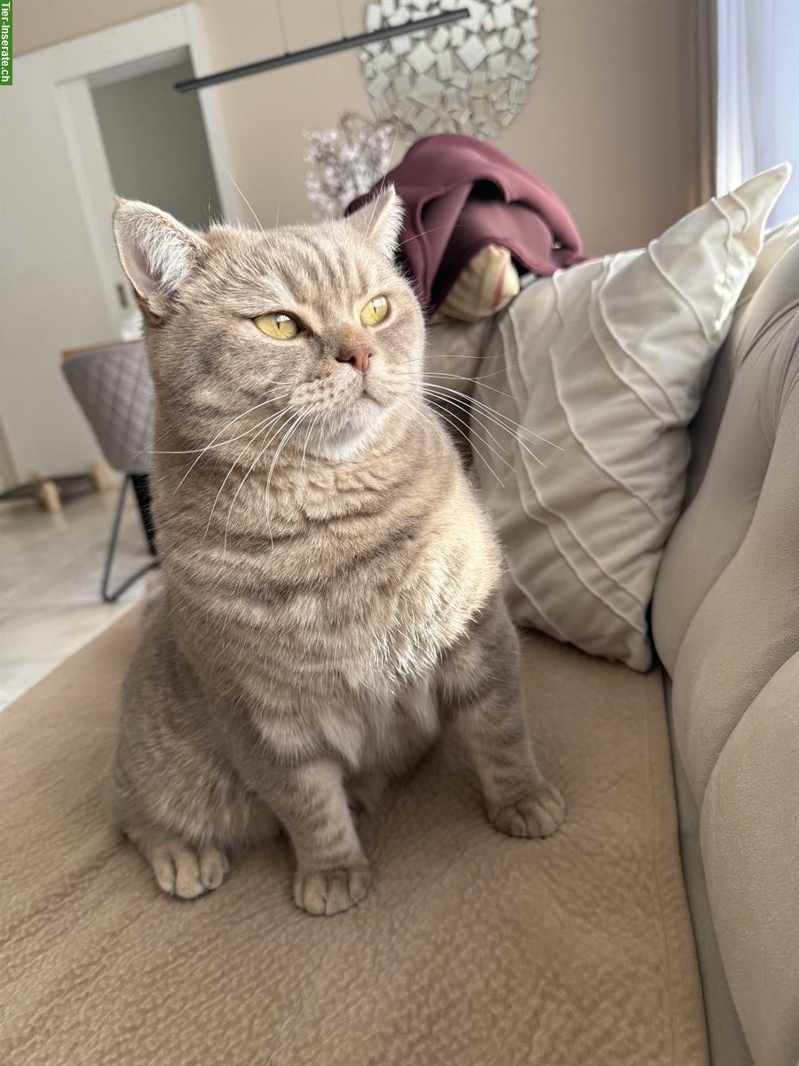 🐾 2 Britisch Kurzhaar Kater suchen gemeinsam ein Zuhause 🐾