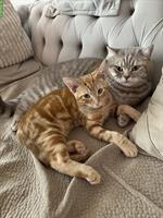 🐾 2 Britisch Kurzhaar Kater suchen gemeinsam ein Zuhause 🐾
