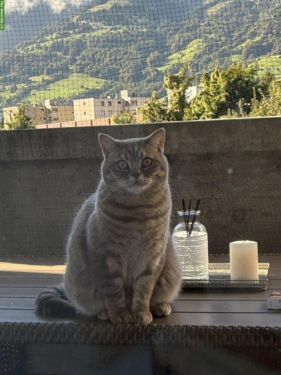 Bild 2: 🐾 2 Britisch Kurzhaar Kater suchen gemeinsam ein Zuhause 🐾