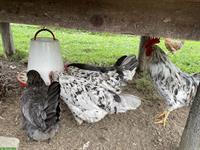 Silverudds Blå: 5 Hennen zu verkaufen