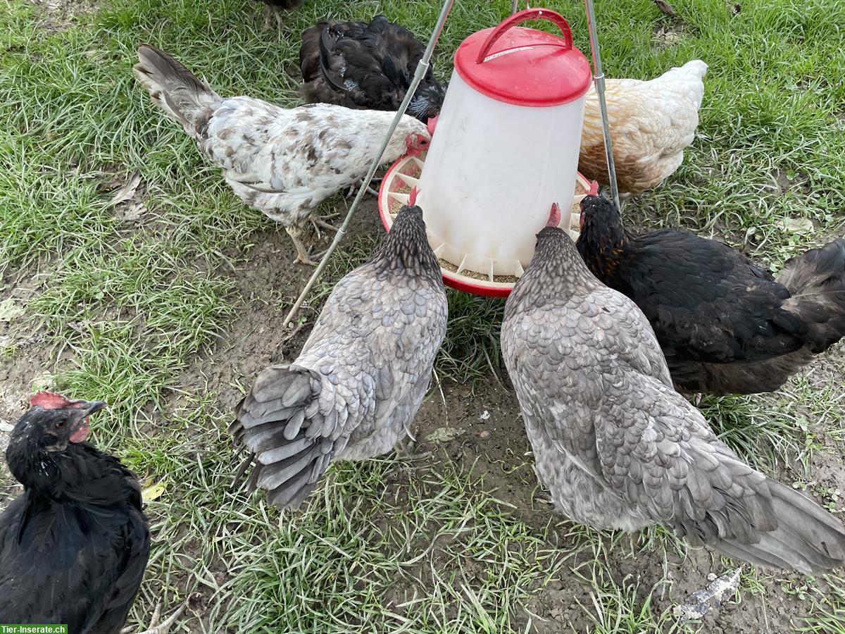 Bild 2: Silverudds Blå: 5 Hennen zu verkaufen