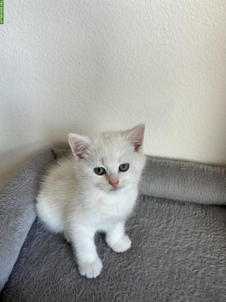 Britisch Kurzhaar Kitten (BKH) zu verkaufen - weiss / cremefarben