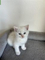 Britisch Kurzhaar Kitten (BKH) zu verkaufen - weiss / cremefarben
