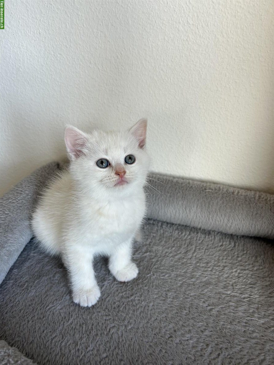 Bild 3: Britisch Kurzhaar Kitten (BKH) zu verkaufen - weiss / cremefarben