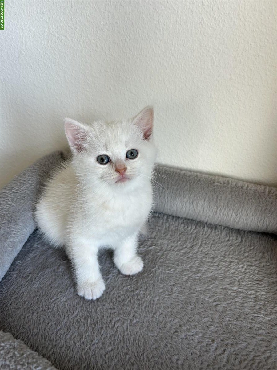 Bild 4: Britisch Kurzhaar Kitten (BKH) zu verkaufen - weiss / cremefarben