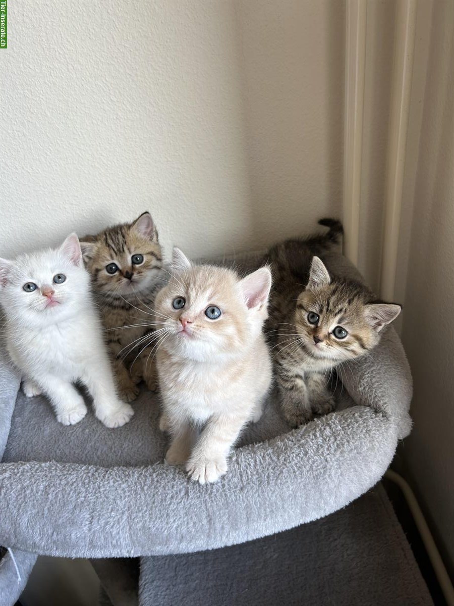 Bild 5: Britisch Kurzhaar Kitten (BKH) zu verkaufen - weiss / cremefarben