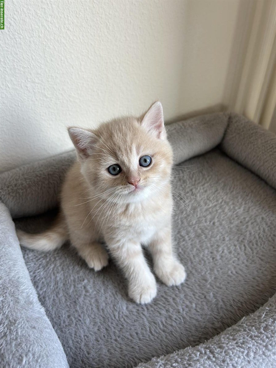 Britisch Kurzhaar Kitten zu verkaufen - beige / cremefarbe