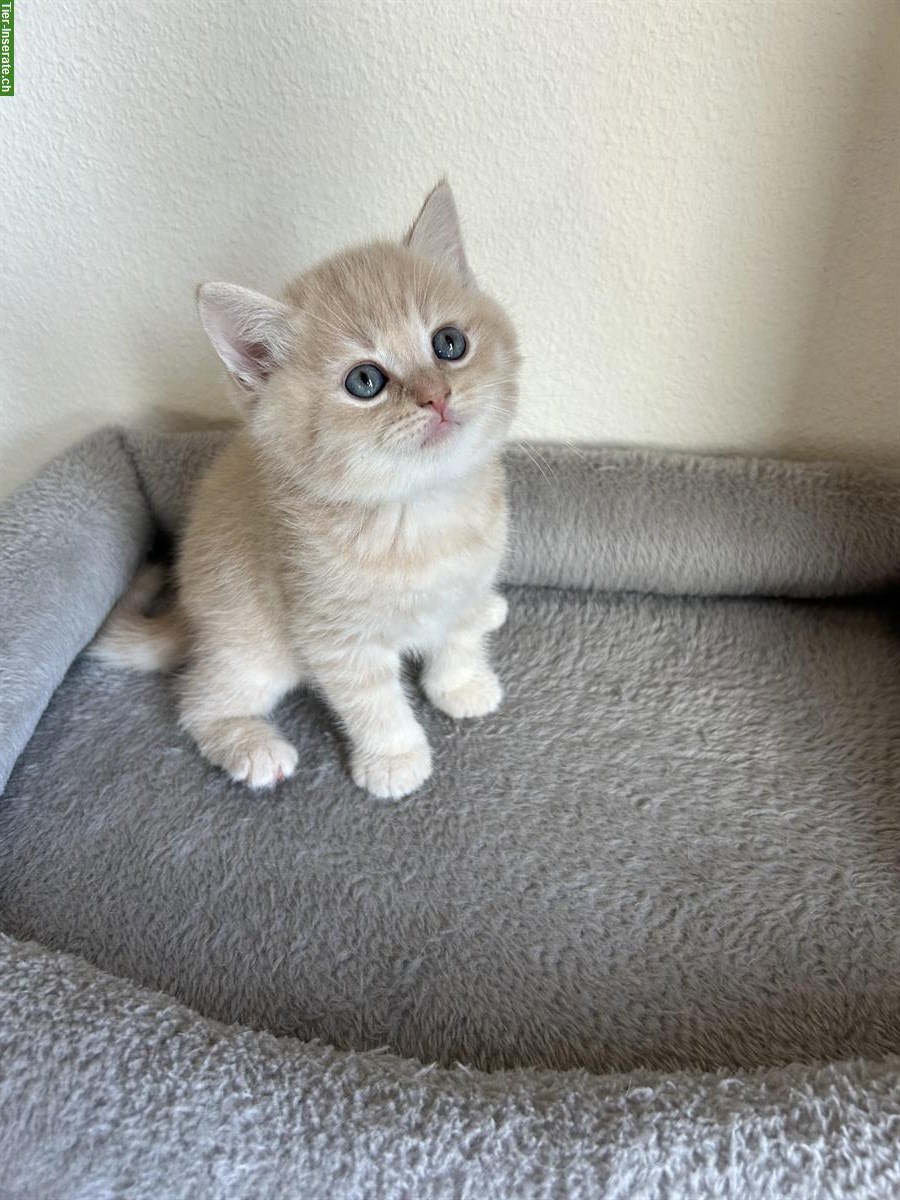 Bild 3: Britisch Kurzhaar Kitten zu verkaufen - beige / cremefarbe