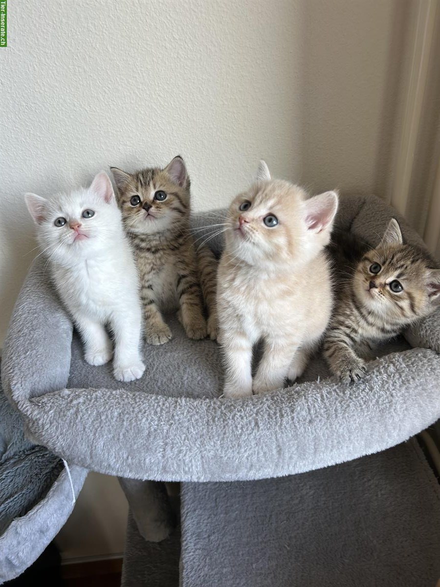 Bild 6: Britisch Kurzhaar Kitten zu verkaufen - beige / cremefarbe